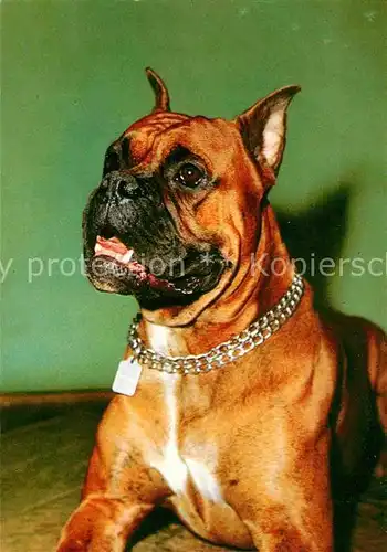 Hunde Boxer  Kat. Tiere