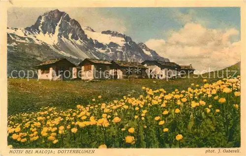 Foto Gaberell J. Nr. 10947 Maloja Dotterblumen  Kat. Fotografie