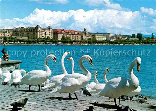 Schwan Zuerich Schwaene Zuerichsee Utoquai Kat. Tiere