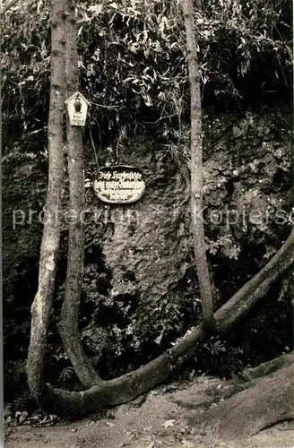 Baeume Trees Harfenfichte Bielatal Saechsische Schweiz Kat. Pflanzen