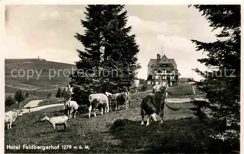 Feldberg Schwarzwald Hotel Feldberger Hof Viehweide Kuehe Ziege Kat. Feldberg (Schwarzwald)