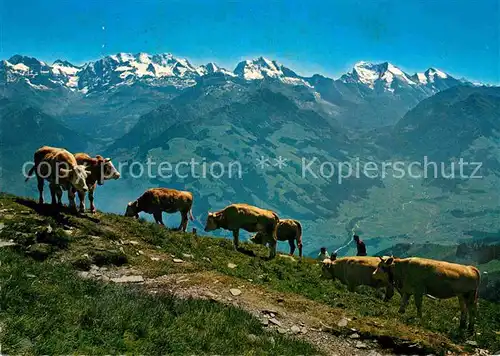 Kuehe Niesenkulm Bluemlisalp Doldenhoerner Balmhorn Altels Kat. Tiere