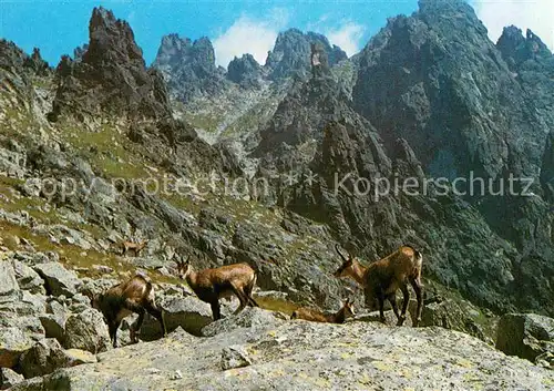 Gemse Kamziky vo Velickej doline  Kat. Tiere