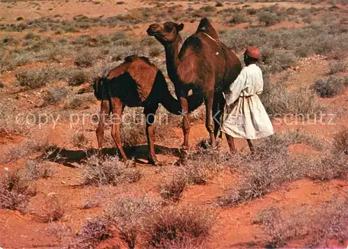 Kamele Sud Tunisien Heure de laTetee Kat. Tiere