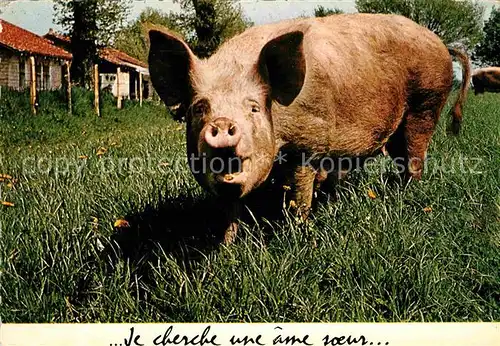 Schweine  Kat. Tiere