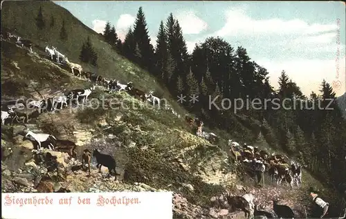 AK / Ansichtskarte Appenzell IR Ziegenherde auf den Hochalpen Kat. Appenzell