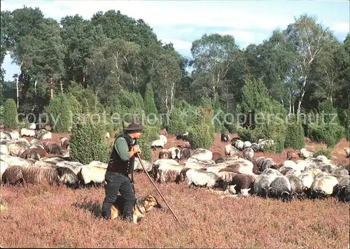 AK / Ansichtskarte Hirte Schafe Schaefer Lueneburger Heide Kat. Landwirtschaft