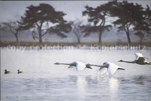 AK / Ansichtskarte Schwan Fliegende Schwaene Japan  Kat. Tiere