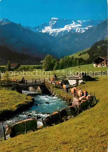 AK / Ansichtskarte Adelboden Kuehe "Zueglete" Engstligbach mit Wildstrubel Berner Alpen Kat. Adelboden