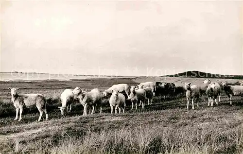 AK / Ansichtskarte Schafe Nordseeinsel Sylt  Kat. Tiere