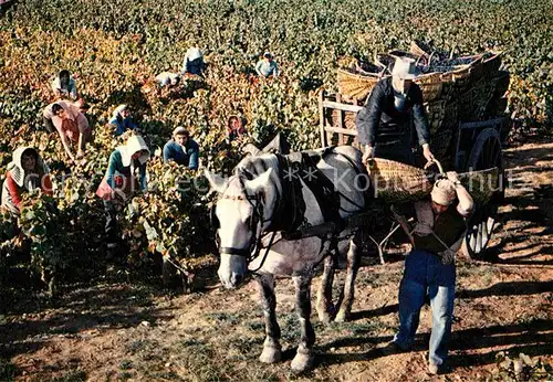 AK / Ansichtskarte Beaune Cote d Or Burgund Scene de Vendanges au domaine Patriarche Pere et Fils Kat. Beaune