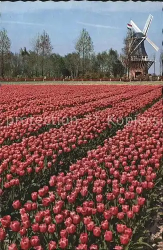 AK / Ansichtskarte Lisse Keukenhof Tulpenfeld mit Windmuehle / Lisse /