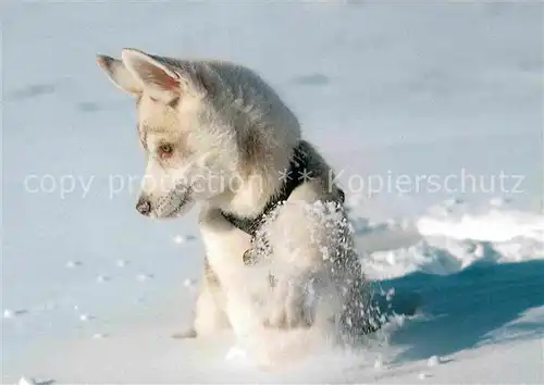 AK / Ansichtskarte Hunde Husky  Kat. Tiere