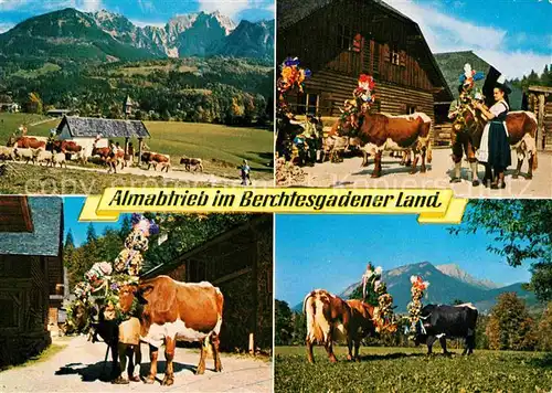 AK / Ansichtskarte Kuehe Almabtrieb Berchtesgadener Land  Kat. Tiere