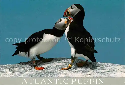 AK / Ansichtskarte Voegel Atlantic Puffin Genus Eastern Egg Rock  Kat. Tiere