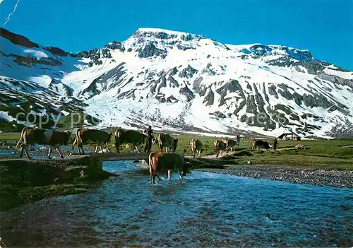 AK / Ansichtskarte Kuehe Engstligenalp Adelboden Wildstrubel Kat. Tiere