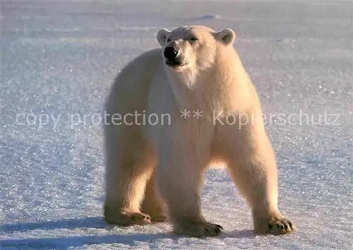 AK / Ansichtskarte Eisbaer Ours blanc Polar bear  Kat. Tiere