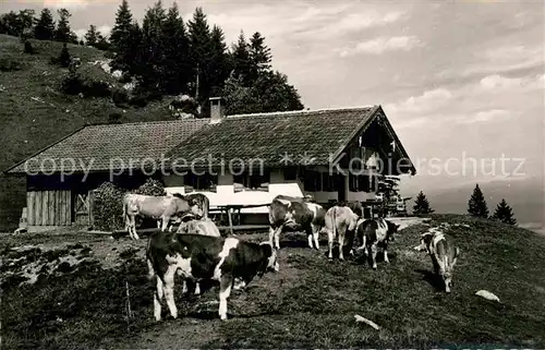 AK / Ansichtskarte Nussdorf Inn Dafner Alm am Heuberg Almvieh Kuehe Kat. Nussdorf a.Inn