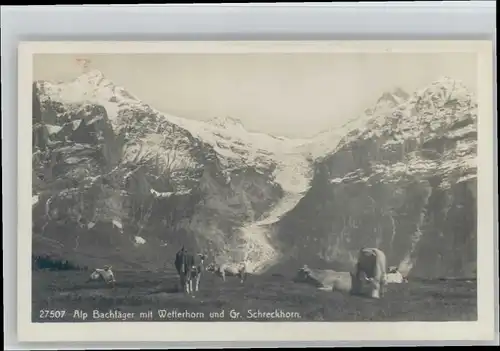 Wetterhorn Wetterhorn Schreckhorn Alp Bachlaeger * /  /