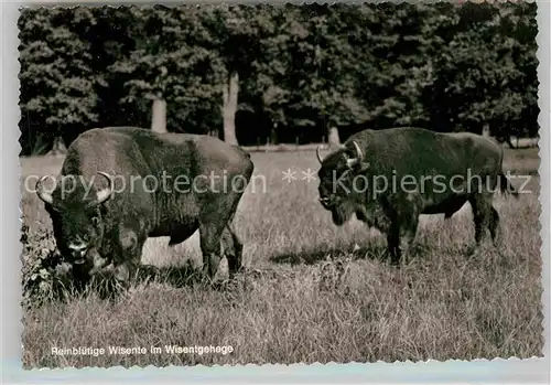 AK / Ansichtskarte Tiere Reinbluetige Wisente Wisentgehege  Kat. Tiere