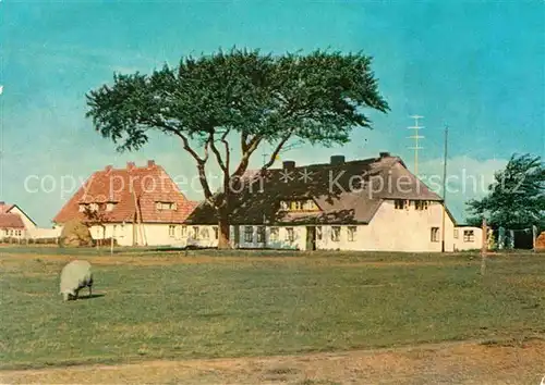 AK / Ansichtskarte Neuendorf Hiddensee Fischerhaeuser Schafe Kat. Insel Hiddensee