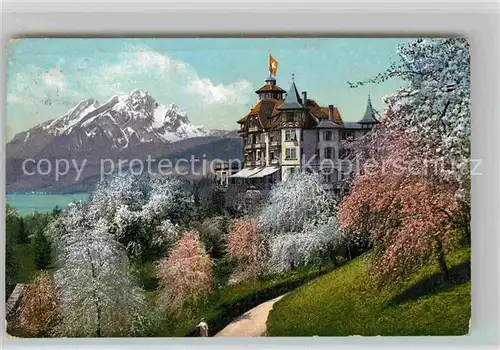 AK / Ansichtskarte Weggis Vierwaldstaettersee Hotel Alpenblick mit Pilatus Baumbluete