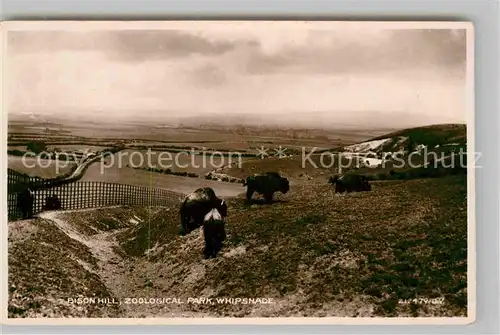 AK / Ansichtskarte Dunstable South Bedfordshire Bison Berg im Zoo Kat. South Bedfordshire