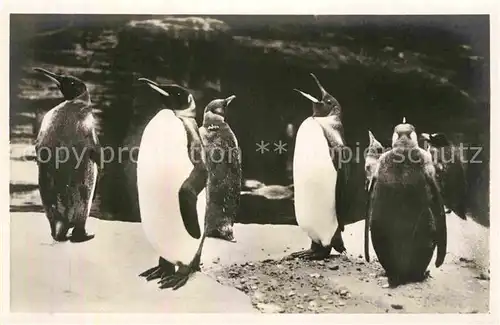 AK / Ansichtskarte Hagenbeck Tierpark Altona Stellingen Hamburg Koenigs Pinguine  Kat. Tiere