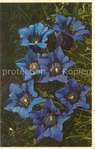 AK / Ansichtskarte Blumen Kochscher Enzian Gentiana Kochiana  Kat. Pflanzen