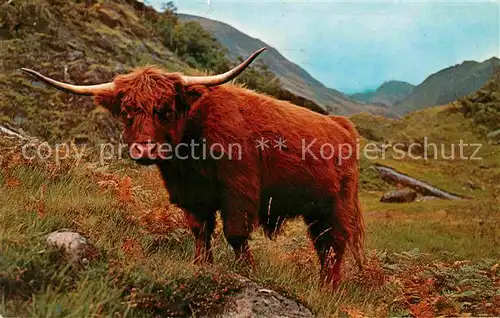 AK / Ansichtskarte Tiere West Highland Kyloe Cattle Scotland  Kat. Tiere