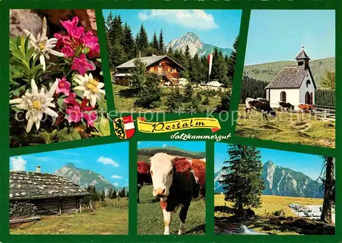 AK / Ansichtskarte Strobl Postalm Bergrestaurant Alpenflora Kuh Kapelle Alpen Kat. Strobl