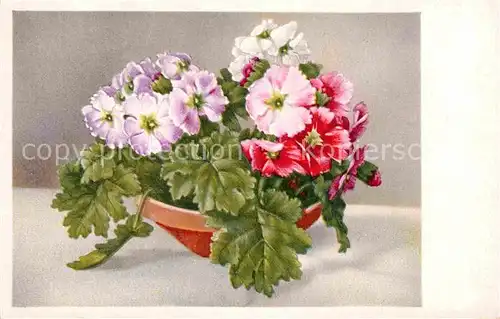 AK / Ansichtskarte Blumen  Kat. Pflanzen
