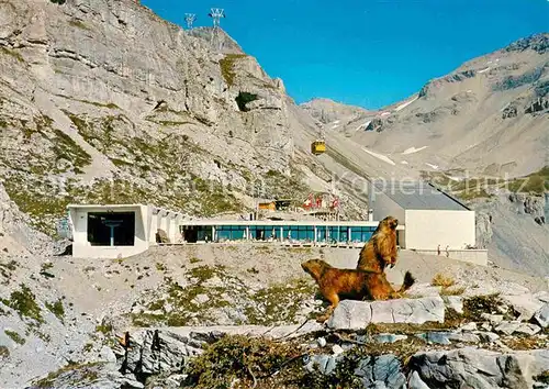 AK / Ansichtskarte Crans Montana Restaurant des Violettes Teleferique de la Plaine Morte Bergrestaurant Murmeltiere Alpen Kat. Crans Montana