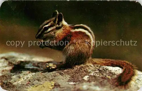 AK / Ansichtskarte Eichhoernchen Chipmunk Streifenhoernchen Kat. Tiere