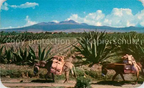 AK / Ansichtskarte Esel Tiere Burros Maguey Nevada de Toluca Mexico  Kat. Tiere