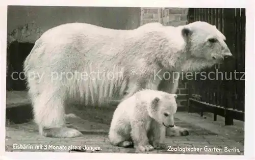 AK / Ansichtskarte Eisbaer Zoo Berlin  Kat. Tiere