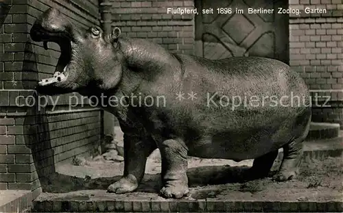 AK / Ansichtskarte Zoo Berlin Flusspferd  Kat. Tiere