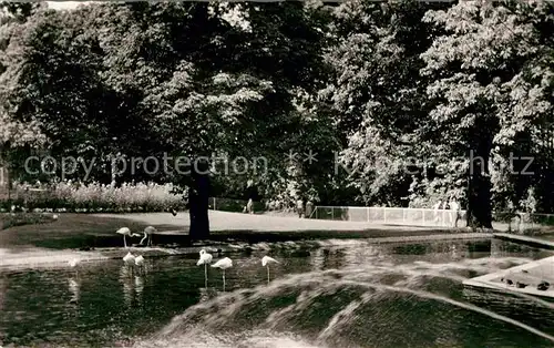 AK / Ansichtskarte Mainz Rhein Stadtpark Flamingoteich Landeshauptstadt Universitaetsstadt