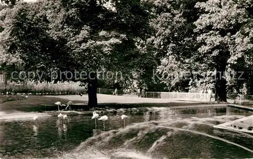 AK / Ansichtskarte Mainz Rhein Stadtpark Flamingoteich Landeshauptstadt Universitaetsstadt