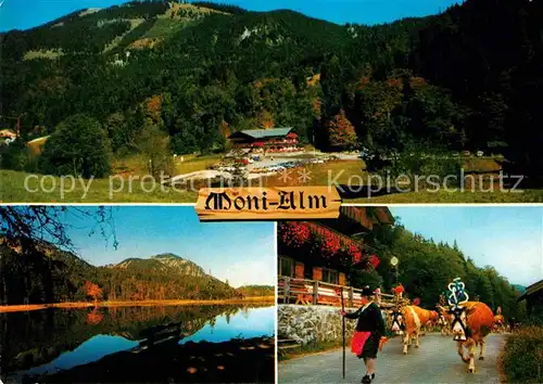 AK / Ansichtskarte Rottach Egern Tegernsee Gasthaus Cafe Moni Alm Almabtrieb Kuehe