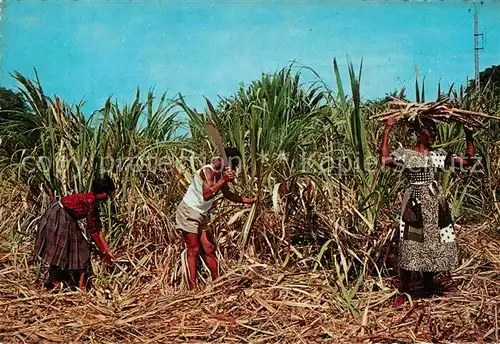 AK / Ansichtskarte Landwirtschaft Zuckerrohr Tropical Caribbean Natives cutting sugarcane  Kat. Landwirtschaft