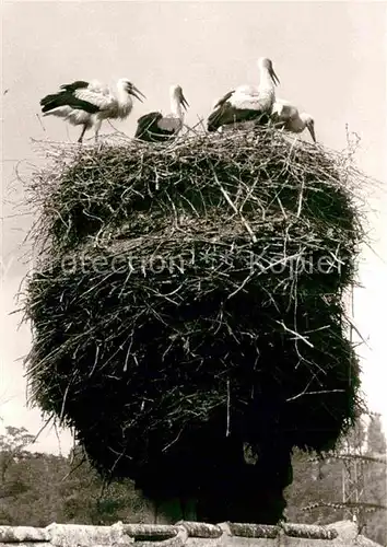 AK / Ansichtskarte Storch Nidda Storchennest Kat. Tiere