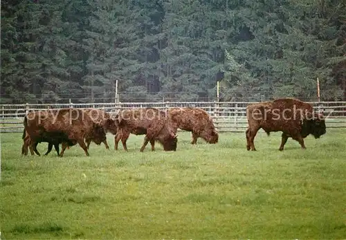 AK / Ansichtskarte Tiere Wisent Jagdschloss Eulbach Englischer Garten Kat. Tiere