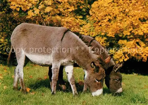 AK / Ansichtskarte Esel Tiere  Kat. Tiere