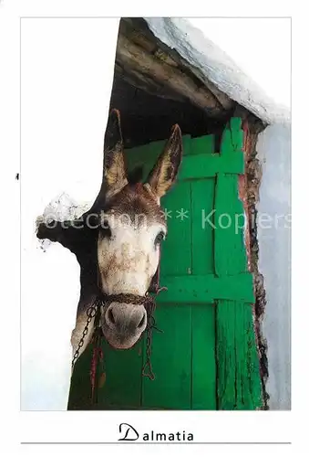 AK / Ansichtskarte Esel Tiere Dalmatia  Kat. Tiere