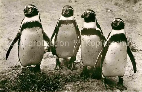 AK / Ansichtskarte Pinguin Humboldt Pinguine Zoo Berlin  Kat. Tiere