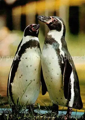 AK / Ansichtskarte Pinguin Humboldtpinguine Zoo Dresden  Kat. Tiere