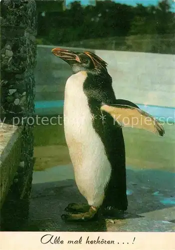 AK / Ansichtskarte Pinguin Goldschopfpinguin Kat. Tiere