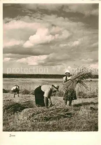 AK / Ansichtskarte Ernte Landwirtschaft Heuernte  Kat. Landwirtschaft