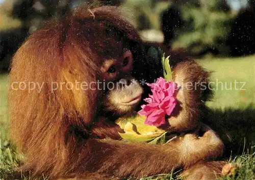 AK / Ansichtskarte Affen Orang Utan Zoo Dresden  Kat. Tiere